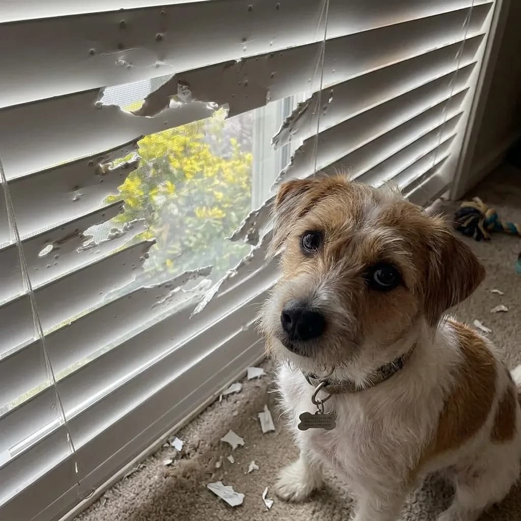 Small dog sitting beside chewed horizontal blinds with debris on the carpet